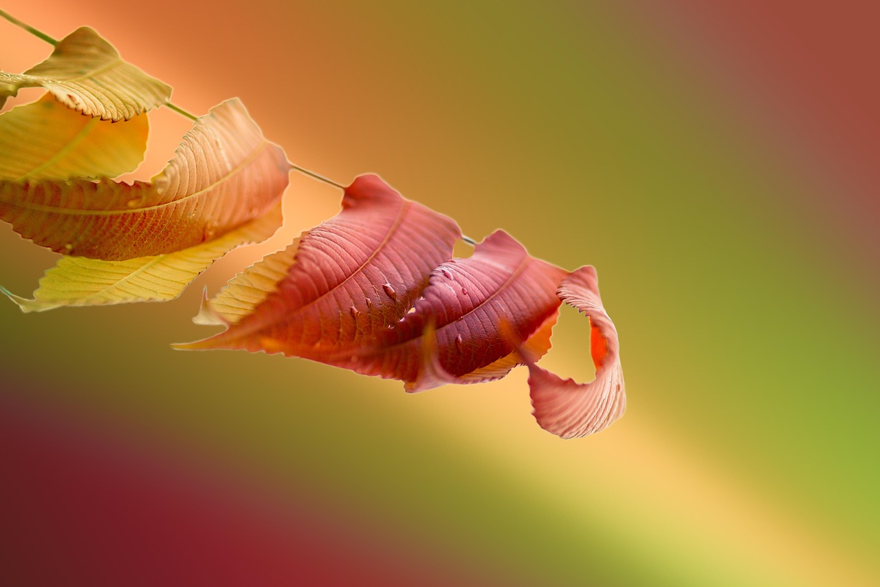 Welche Unterschiede gibt es zwischen verschiedenen Essig-Sorten?