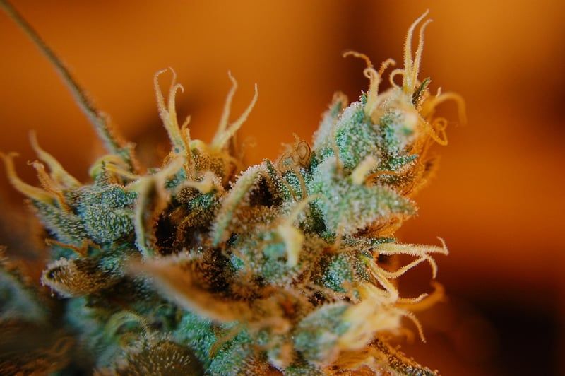 Trichome 2026: Das Geheimnis hinter der faszinierenden Pflanzenwelt entdecken